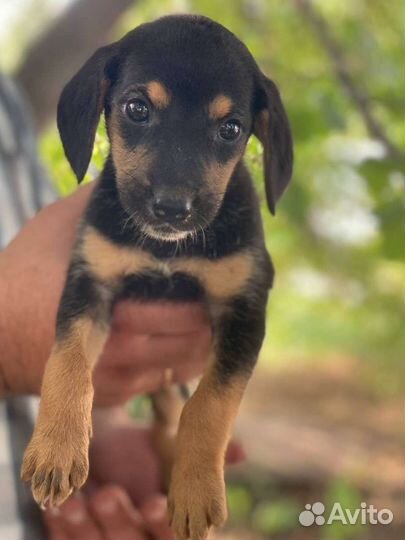 Собака, щенки