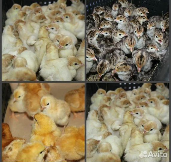 Инкубационное яйцо, Индюшата, цыплята