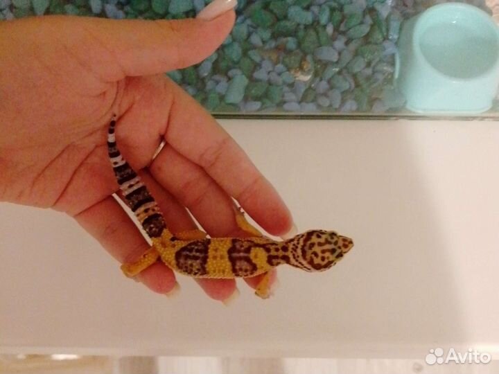 Эублефары с террариумом