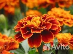 Бархатцы рассада