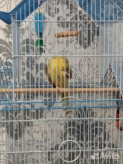 Попугай с клеткой