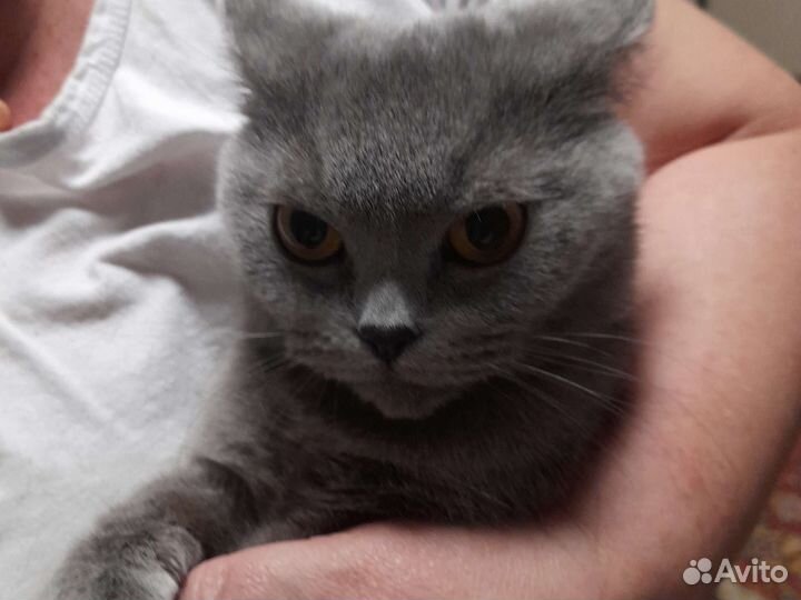 Случка кошки