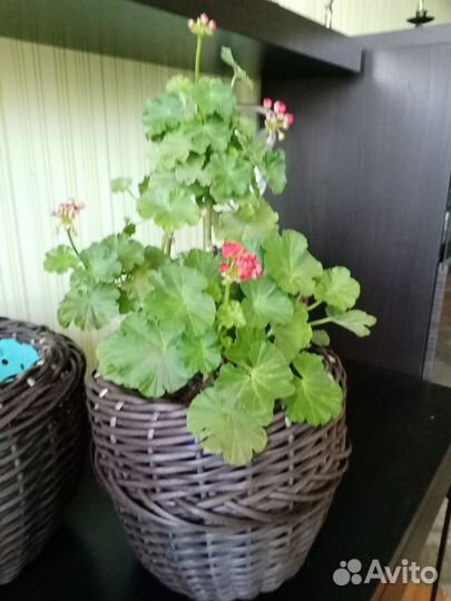 Пеларгония