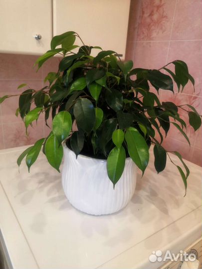 Фикус бенджамина