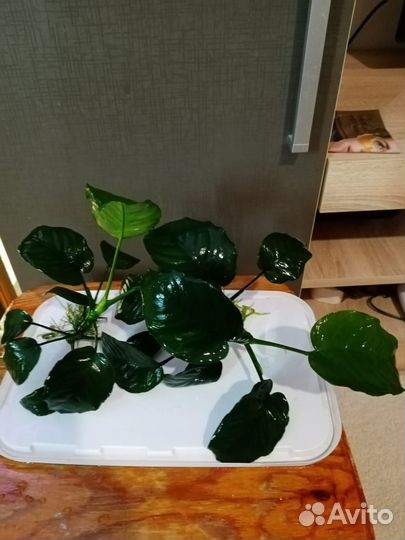 Продам аквариумных рыбок