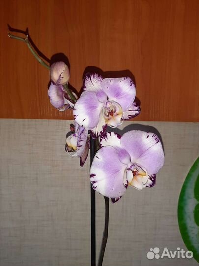 Орхидея фаленопсис