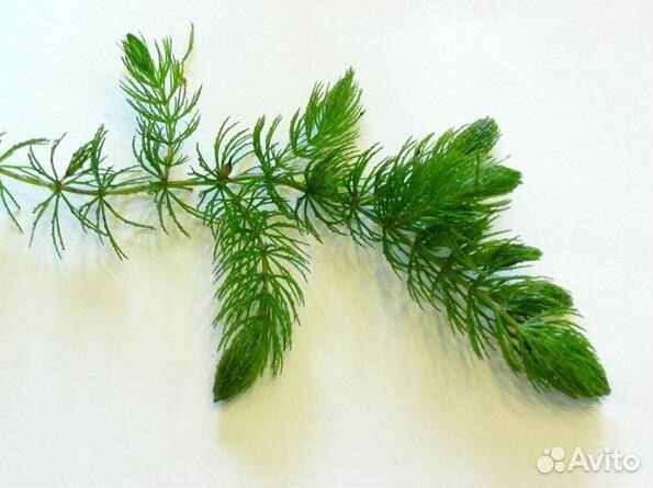 Роголистник в аквариум