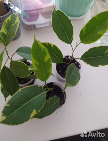 Фикус Бенджамин пестролистные