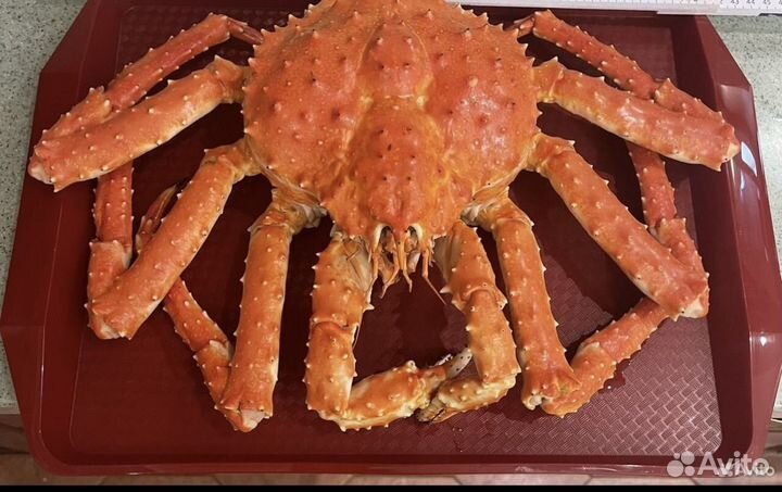 Краб камчатский подарочный целый