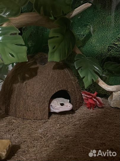 Передержка эублефаров (гекконов)