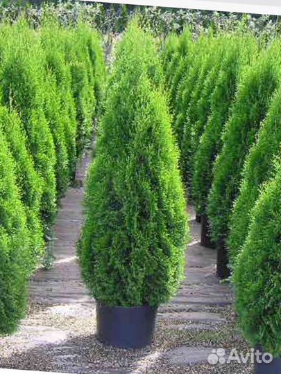 Туи, ели, ель голубая,кедр,сосна,сосна горная