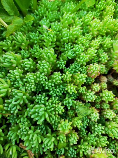 Очиток почвопокровный