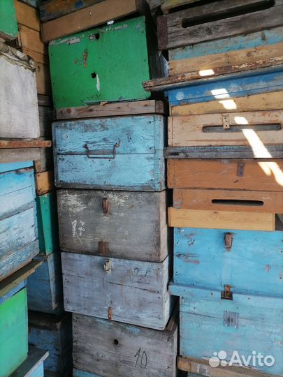 Продам пасику оптом или частями