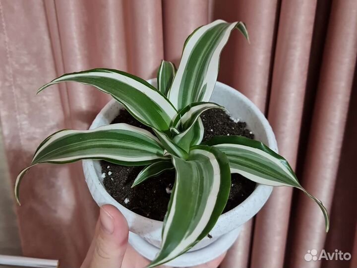 Драцена фрагранс Вайт Джевел