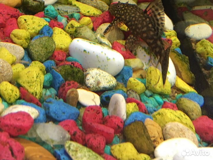 Сом анцитрус