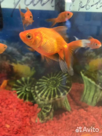 Золотая рыбка, петушок, скалярия, гуппи и другие