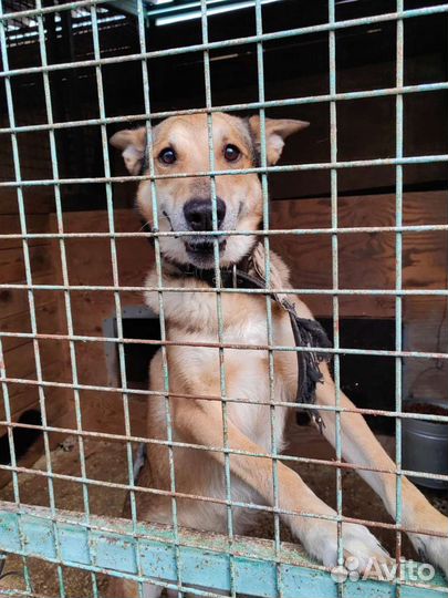 Молодая собака из приюта с невероятными ушами