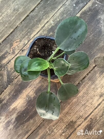 Домашние растения цветы