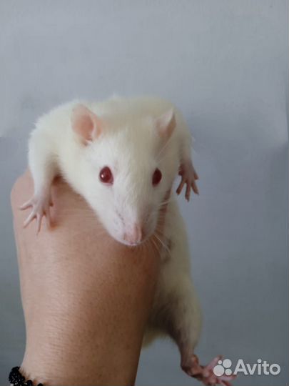 Декоративные крыски