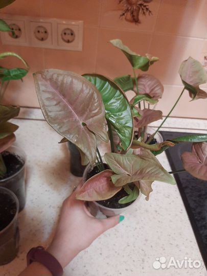 Сингониум неон пинк