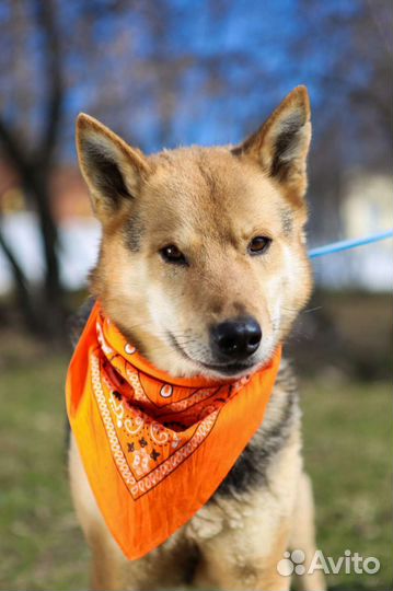 Одинокий красавец в поисках дома