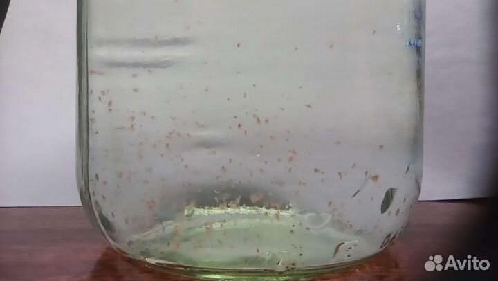 Дафния живая