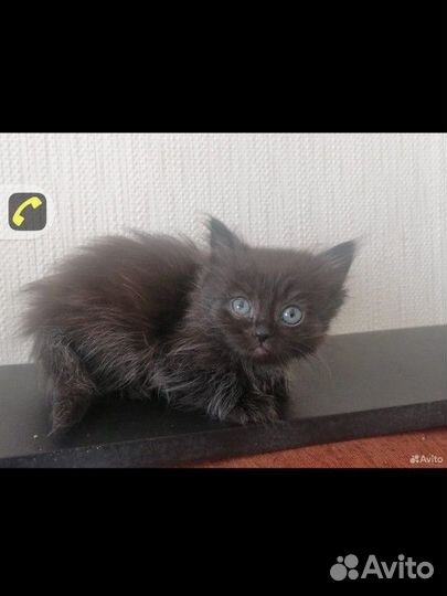 Черный котенок