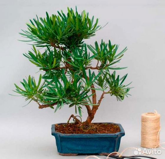 Саженцы подокарпуса