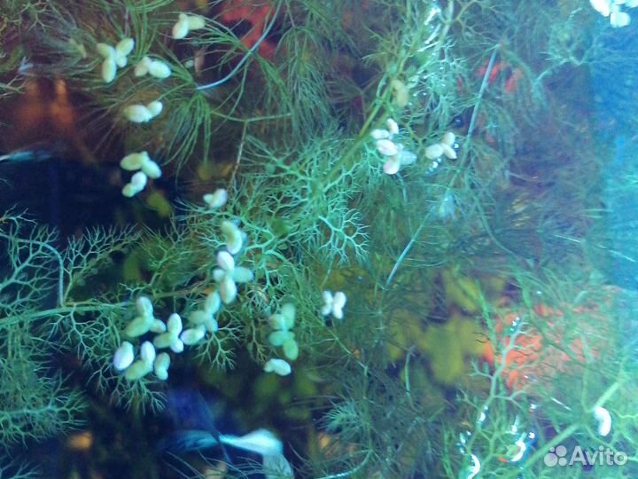 Растения набором. Улитки. Рыбки