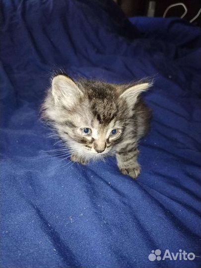 Котята в добрые руки бесплатно