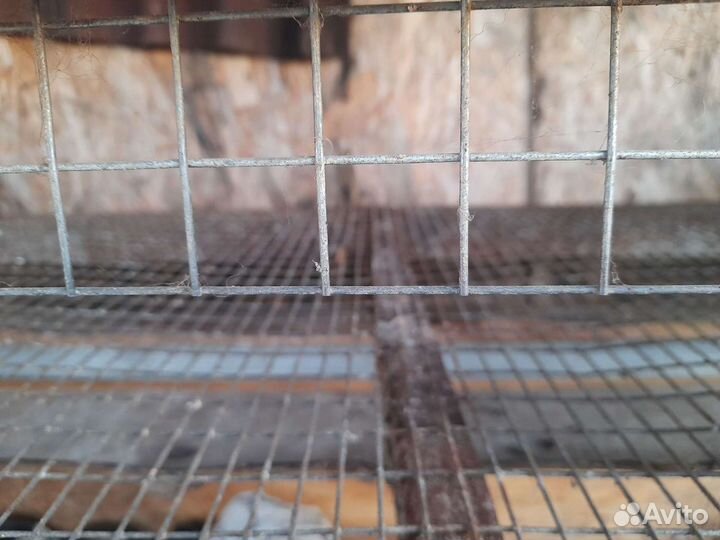 Клетки для несушек