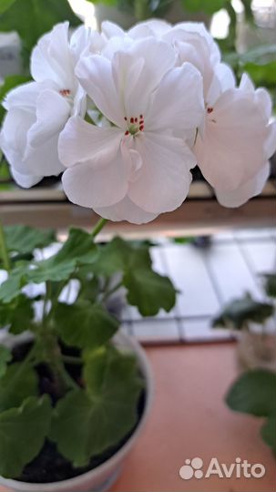 Пеларгония герань белая,розовая,красная,свекольная