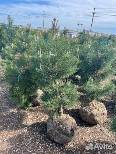 Сосна черная