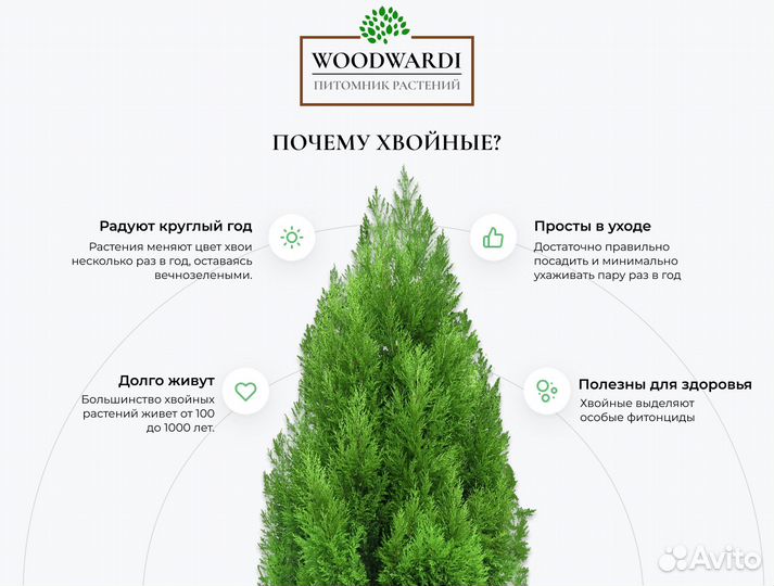 Туя Брабант 1,5 м