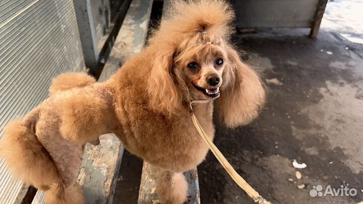 Той-пудель мини девочка