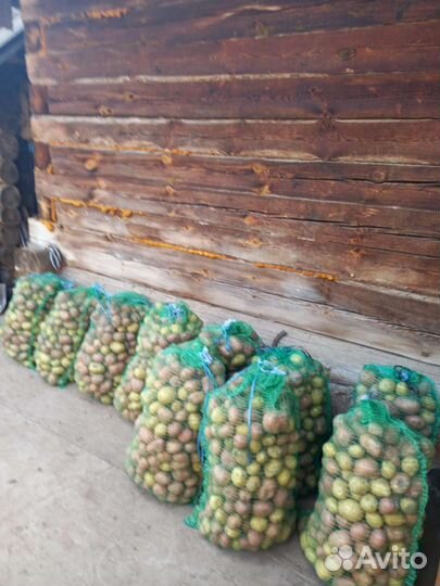 Картофель