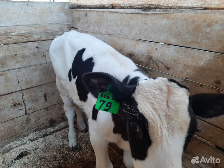 Телята, бычки