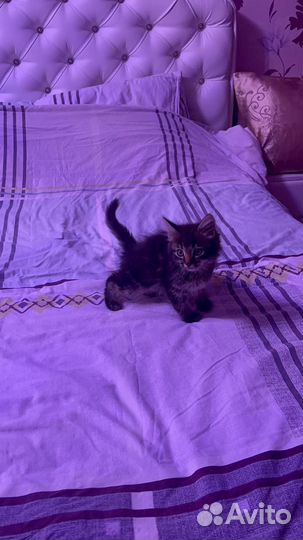 Котята в хорошие руки