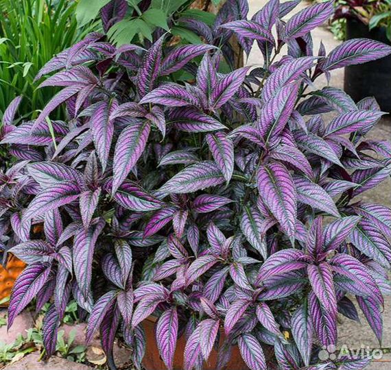 Стробилантес Дайера, гинура вариегатная