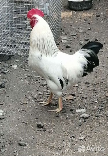 Куры петухи