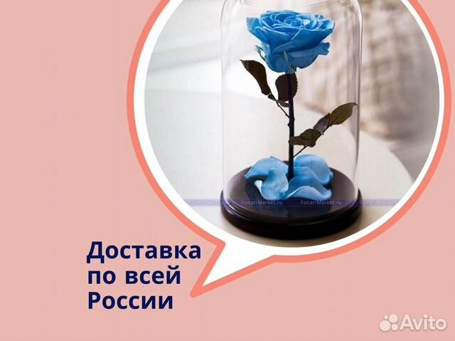 Роза в колбе. Живая