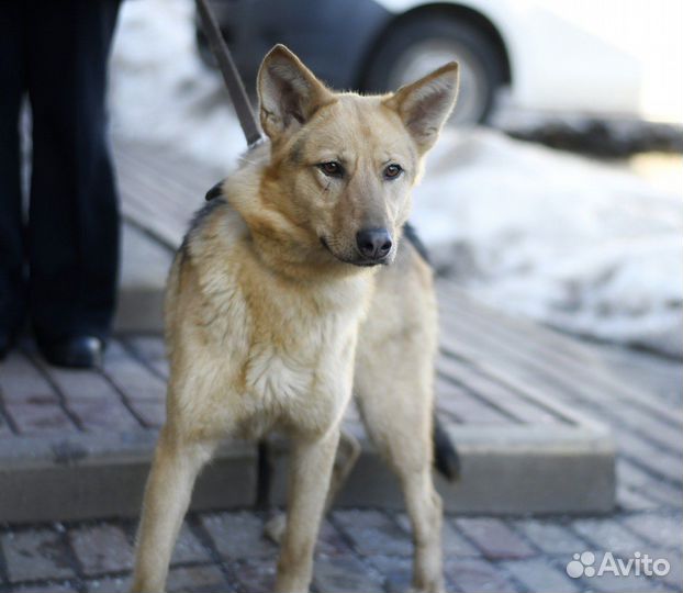 Собака Ода в добрые руки