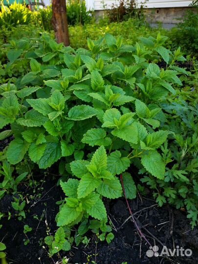 Мята мелисса (лимонная), садовая, перечная