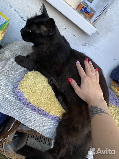 Отдам в добрые руки котика