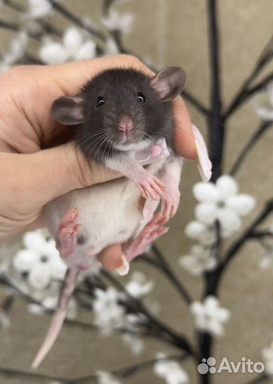 Декоративная крыса дамбо. Крысы дамбо. Крысята