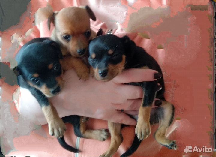 Той-терьер щенки