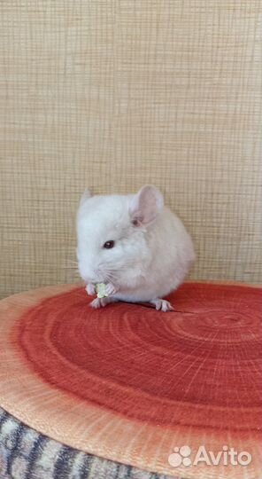 Шиншиллы бело-розовые, белый вильсон