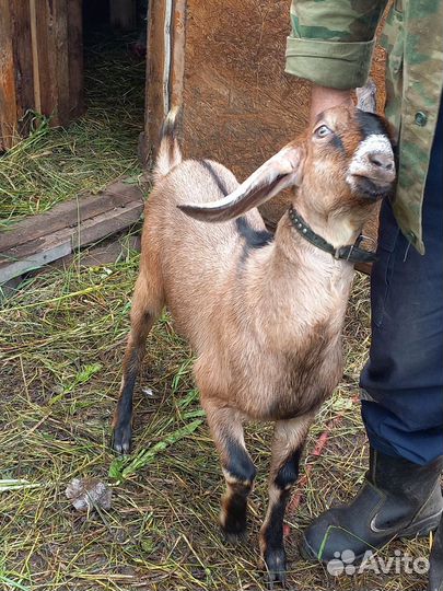 Продаются коза и козлик