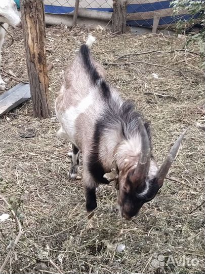 Козлик породы Ламанча