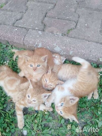 Кошки в добрые руки бесплатно